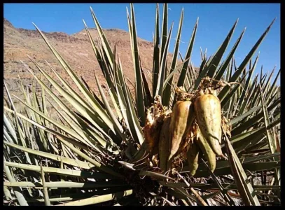 15-yucca-seed-pods.webp