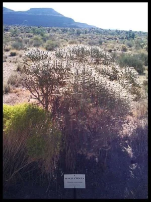 16-pencil-cholla.webp