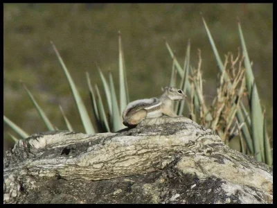 1-chipmunk.webp