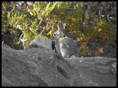 3-bunny-hopper.webp