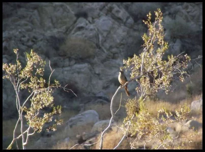 4-long-billed-thrasher.webp