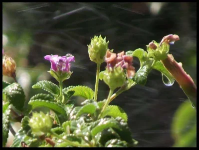 1-garden-zoom.webp