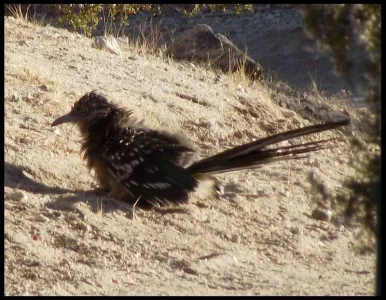 3-fuzzy-roadrunner.webp