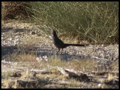 4-curved-billed-thrasher.webp