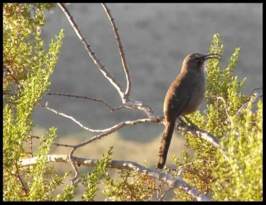 1-thrasher-singing.webp