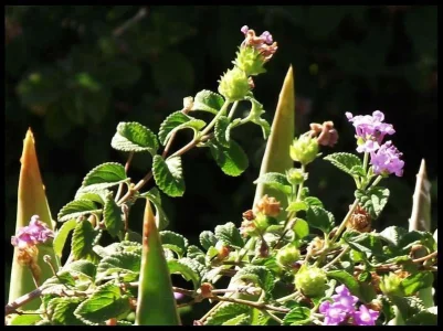 2-aloe-flowers.webp