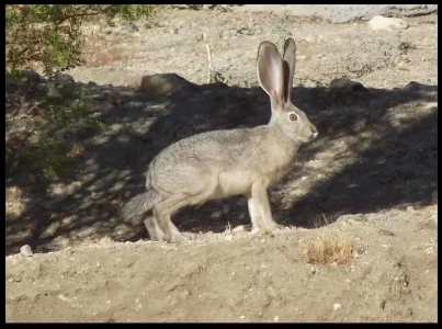 3-mojave-jackrabbit.webp