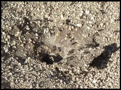 1-ant-hill-detail.webp