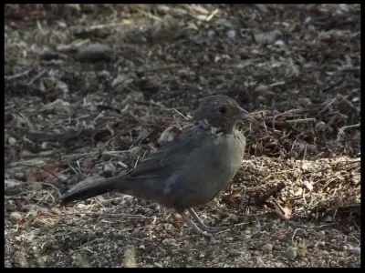 2-female-house-finch.webp