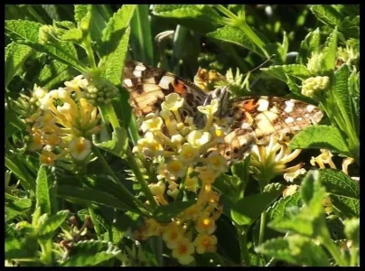 3-garden-butterfly.webp