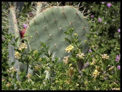 1-hummingbird-garden.webp