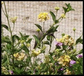 2-hummingbird-garden.webp