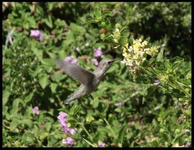 3-hummingbird-garden.webp