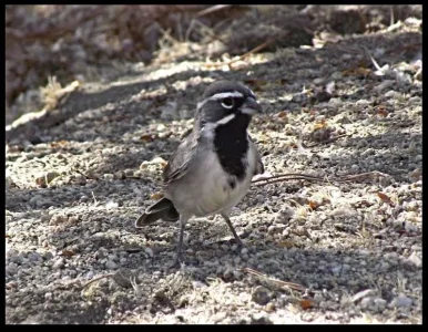 1-black-throated-sparrow.webp