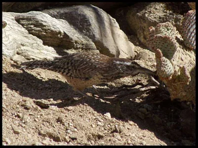 2-cactus-wren.webp