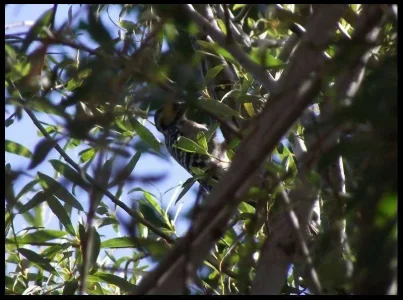 3-ladder-backed-woodpecker.webp