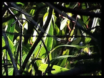marsh-foliage.webp