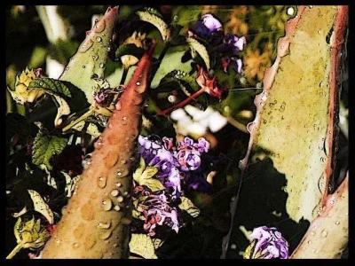 flowers-and-aloe.webp