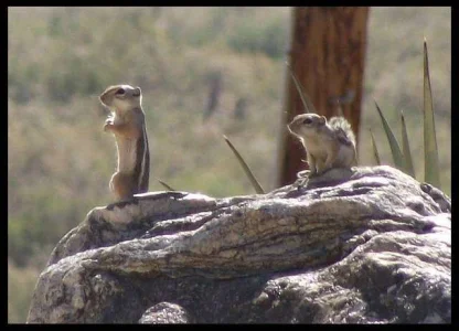1-chipmunk-X2.webp