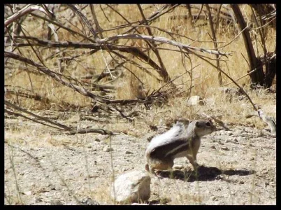 2-ground-chipmunk.webp