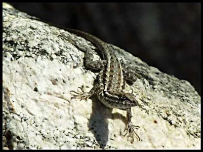 3-western-fence-lizard.webp