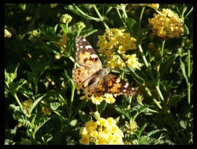 1-garden-butterfly.webp