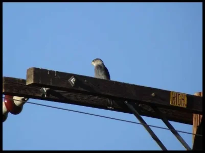 sharp-shinned hawk.webp