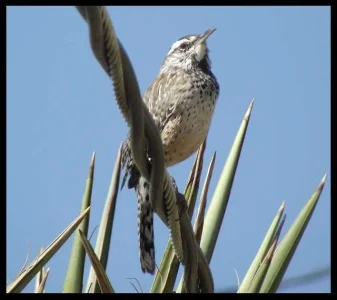 cactus-wren-wire.webp