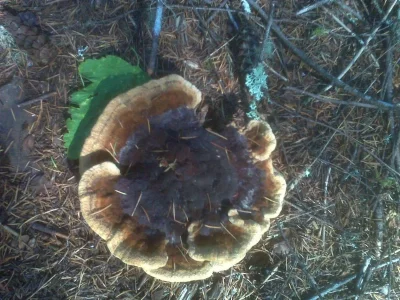 Chantilly mushroom.webp