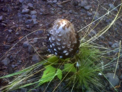 Mushroom cap.webp