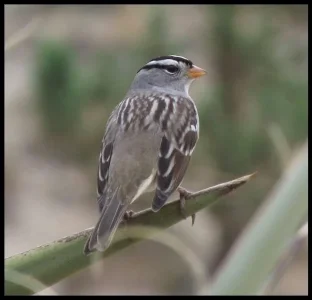 1-white-crowned-sparrow.webp