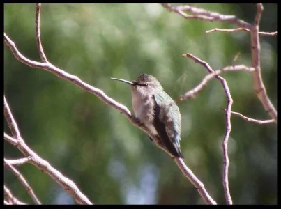 3-Costa's-Hummingbrid.webp