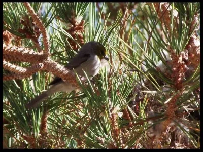 4-Verdin.webp