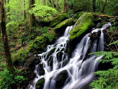 After-rain-Smoky-Mountains.webp