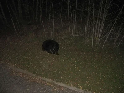 BEAR!!! 001.webp