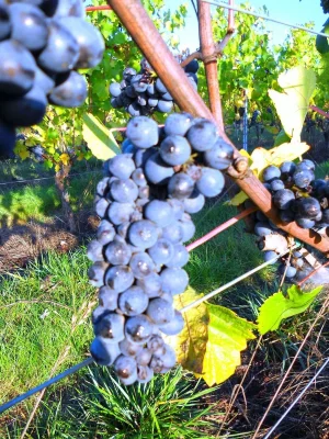 Illahe Vinyards grape cluster.webp