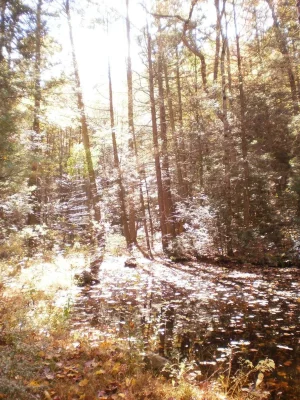 pond sun.webp