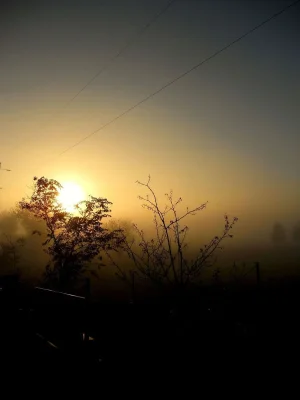 Illahe Vinyards morning has broken Enhanced.webp