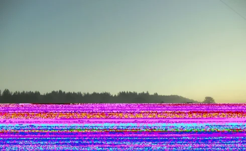 Early morning cows.webp