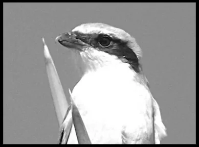 2-shrike-detail.webp
