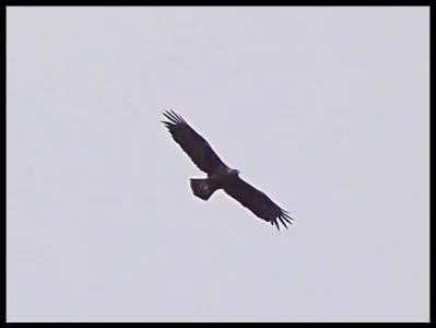 4-golden-eagle.webp
