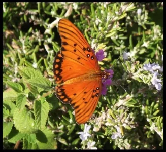 5-orange-butterfly.webp