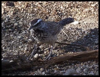 6-cactus-wren.webp