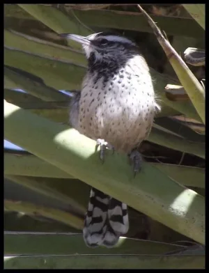 7-cactus-wren.webp