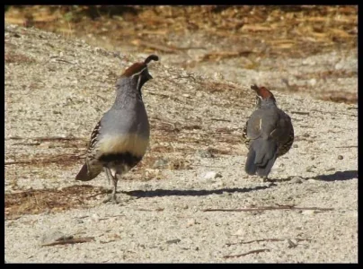 8-gambels-quail.webp