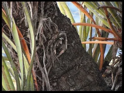 2-yucca-plant.webp