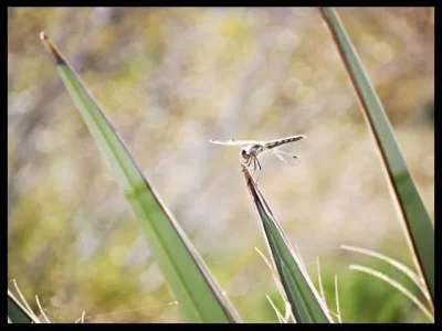 3-dragon-fly.webp