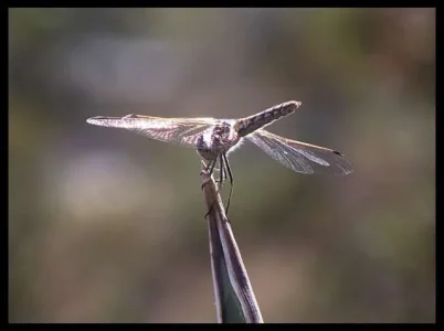 4-dragon-fly-detail.webp