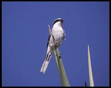 6-loggerhead-shrike.webp
