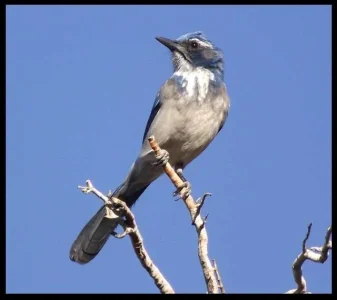 7-scrub-jay.webp